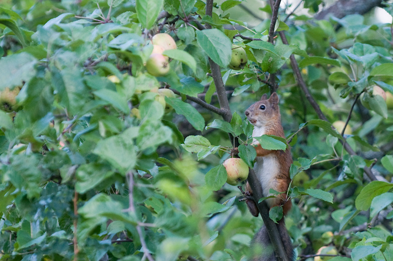 Orava 2.jpg - im not stealing anything...